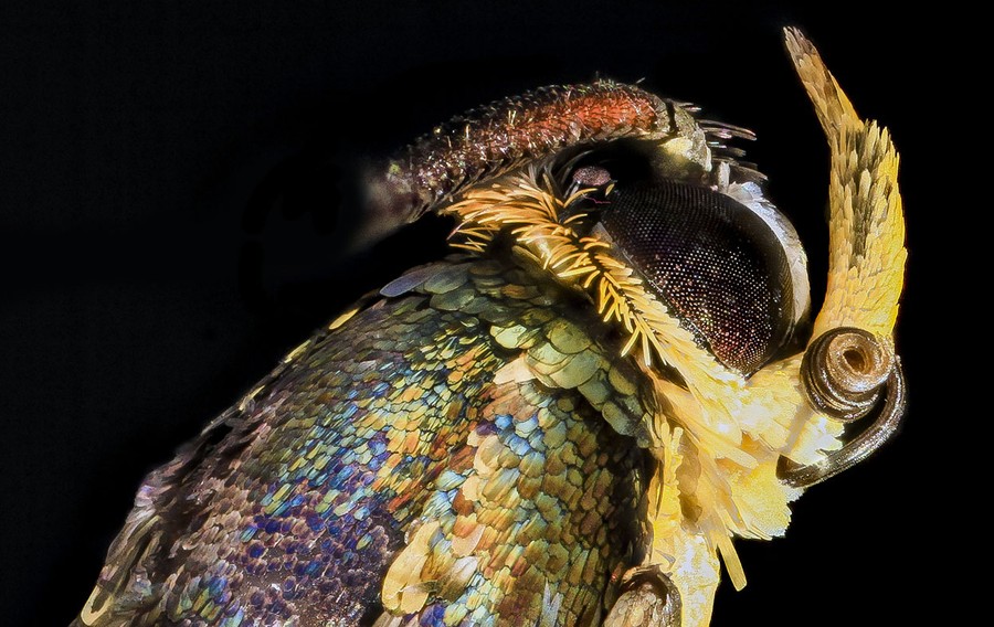 A Beautiful Collection of Insects - The Atlantic