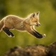 A young fox, photographed from the side mid-leap.