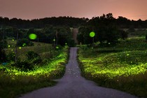 Grassy fields lit up with green fireflies