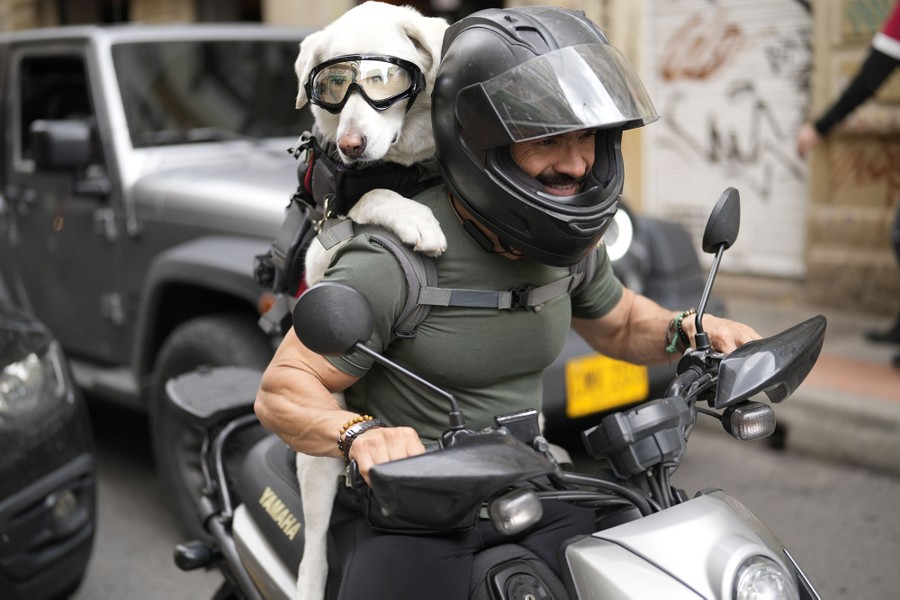 A goggle-wearing dog is strapped to a motorcycle rider's back.