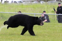 A adult black bear runs through Tualatin Elementary School yard in Oregon in 2011.