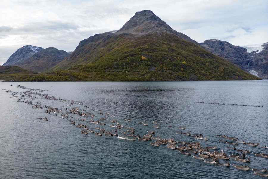 Several hundred reindeer swim as a herd across a broad ocean fjord.