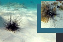 A live sea urchin and a dead one