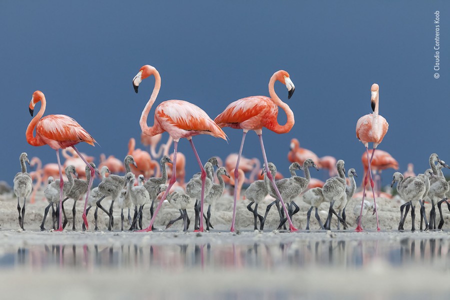 Several adult flamingos walk among a large clutch of fuzzy juvenile flamingos.