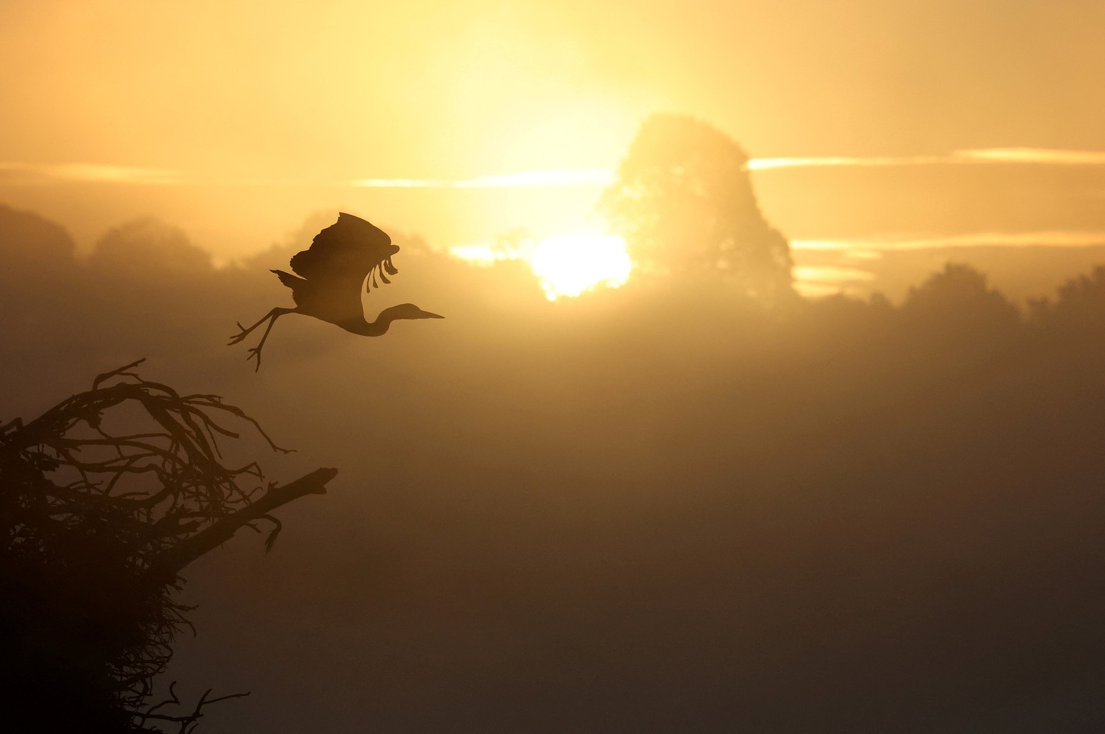 A heron takes flight during a misty sunrise.