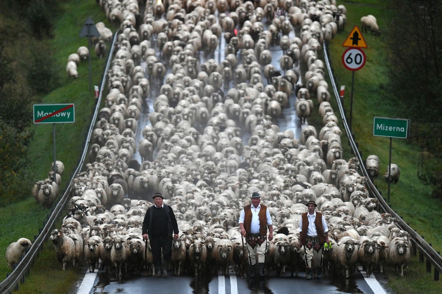Three shepherds lead a large flock of sheep down a two-lane mountain road.