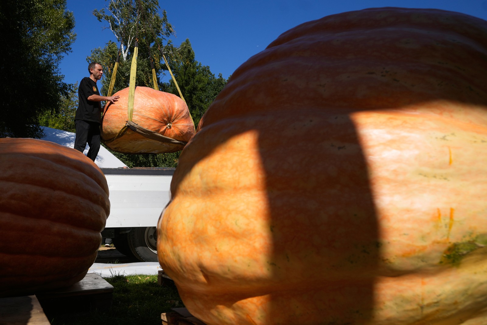 A worker guides a giant pumpkin that is being lifted in a sling by a crane.