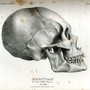 A diagram of an "ancient Peruvian skull" from Samuel George Morton's <i>Crania Americana</i>