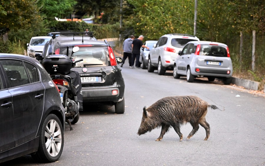 A wild boar walks in a road in Rome, Italy.