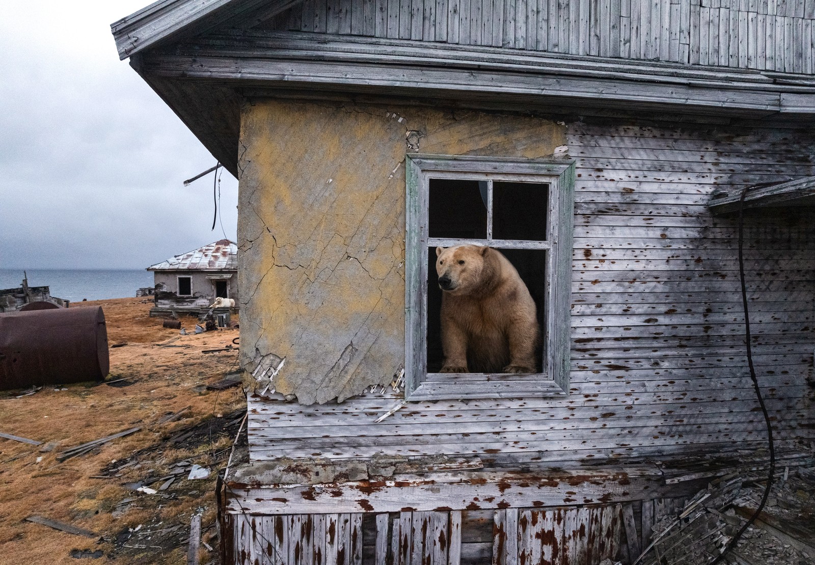 A polar bear pokes its head out of a window at an abandoned research station.