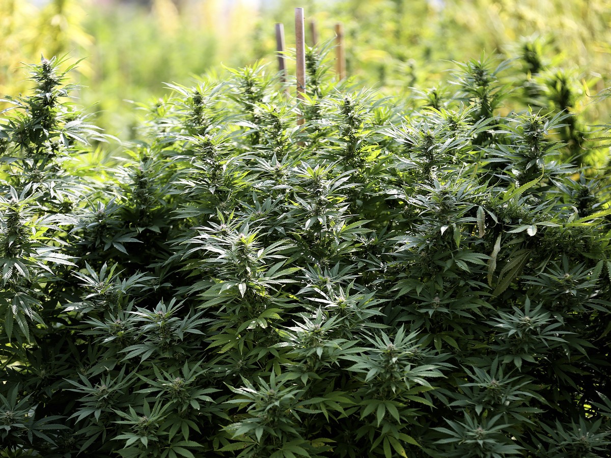 Why Marijuana Growers Struggle With Pesticide Safety - The Atlantic