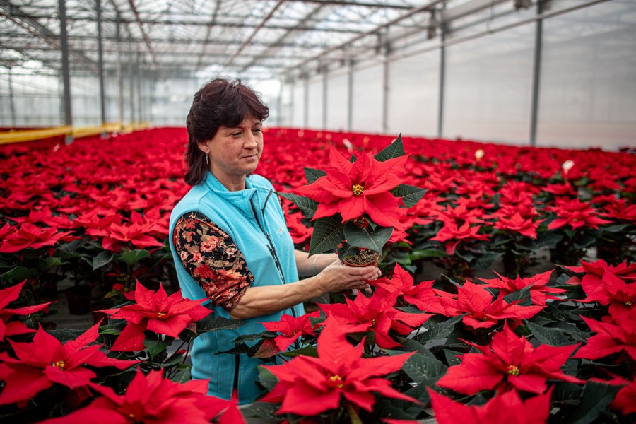 A gardener checks many rows of poinsettia plants.
