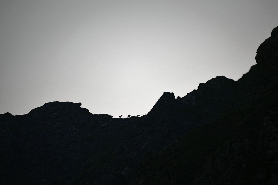 A silhouette of a mountain ridge, with three sheep walking on it.