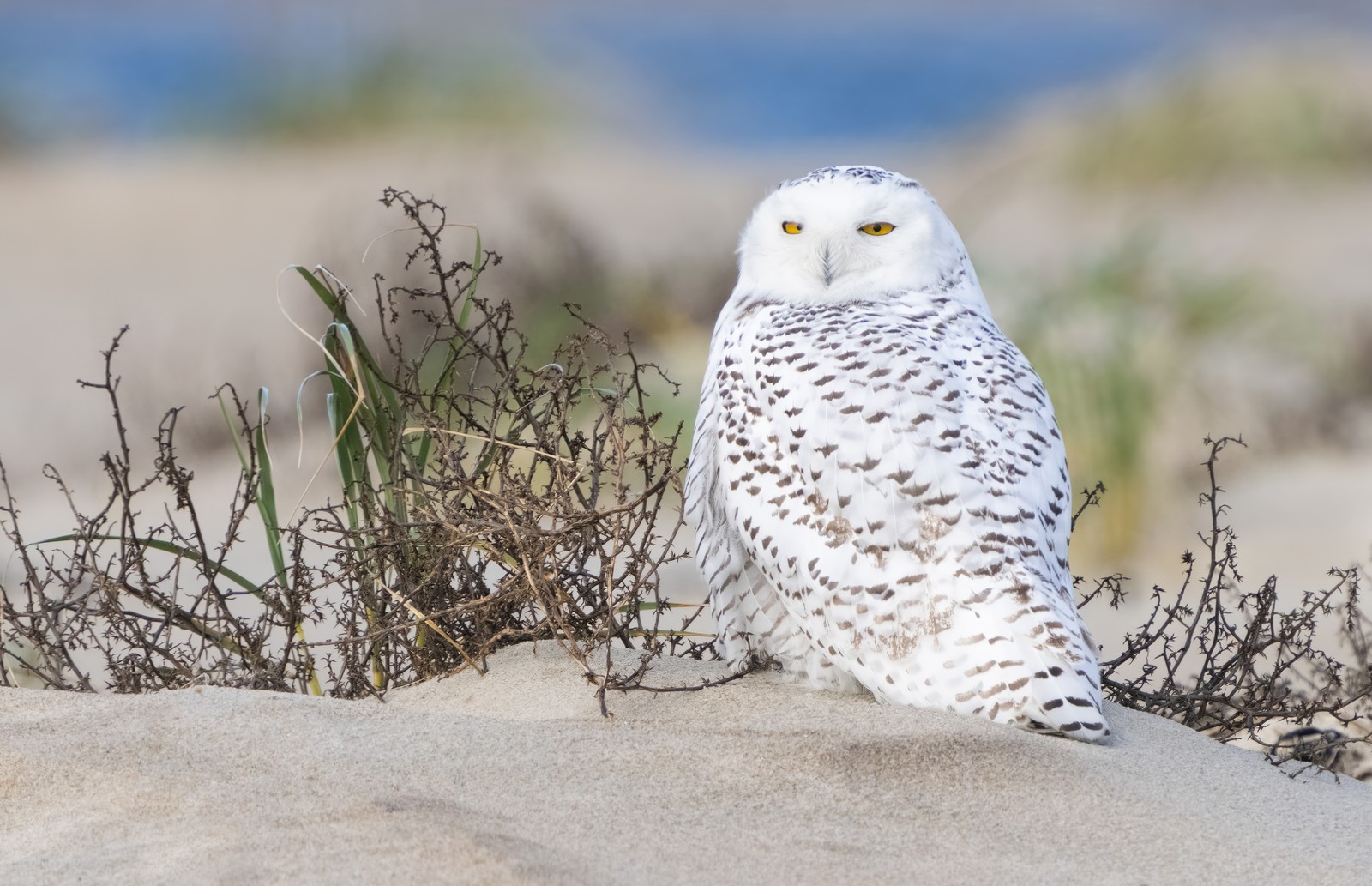 A snowy owl stands on a beach.