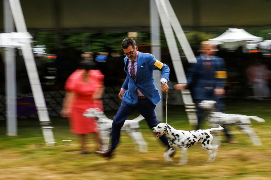 A man walks a Dalmatian past others. The photo is slightly blurred due to the motion of the camera.