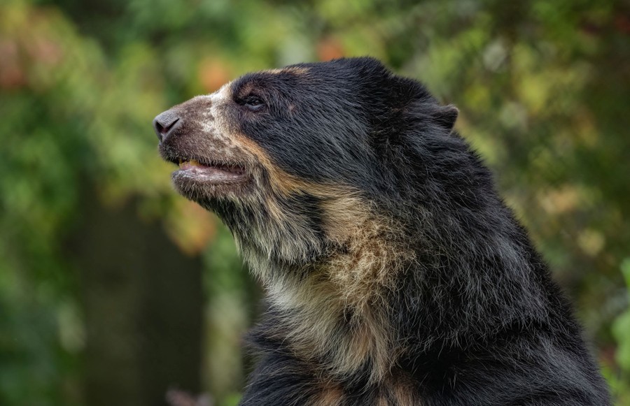 A profile of a bear, against a backdrop of greenery