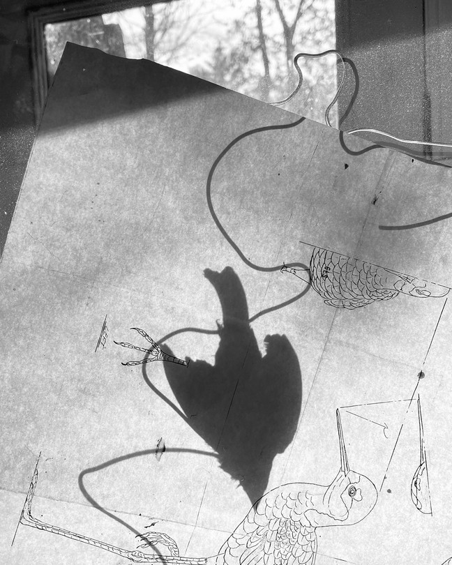 A shadow of a bird against drawings of a bird