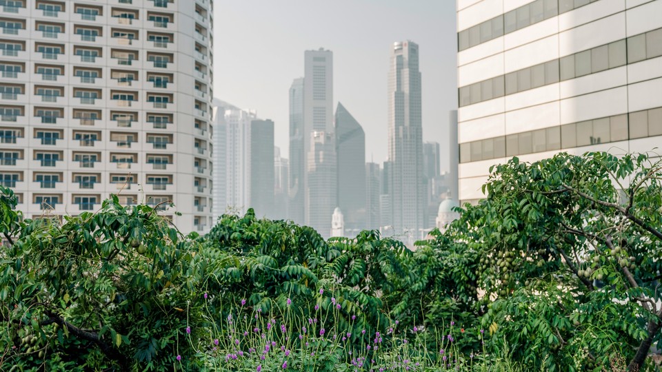 A green roof in Singapore