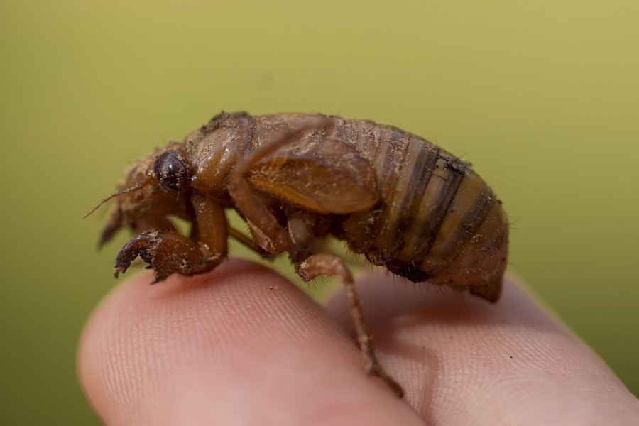 A close view of a cicada nymph on a person's fingertips