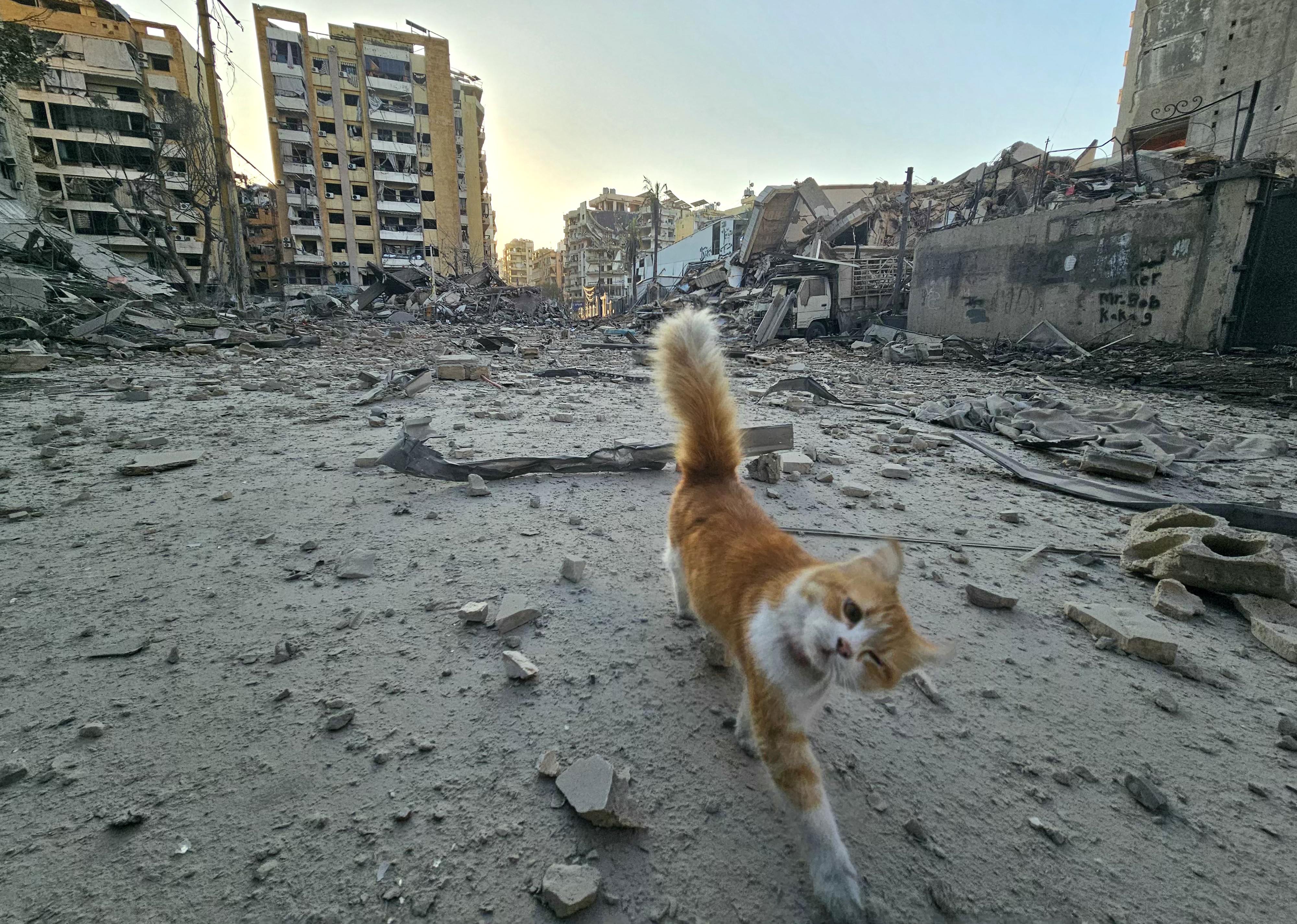 A cat walks amid debris at the site of an Israeli airstrike in Beirut.