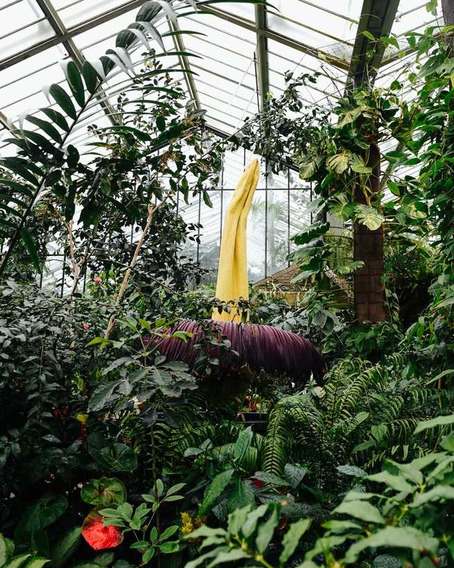 A corpse flower in a greenhouse