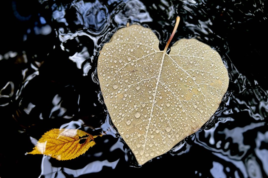 Fallen leaves float on water, one covered in raindrops.