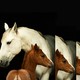 Photo-illustration of a photo showing a gray mare behind a chestnut foal on a black background, multiplying to the right downward and beyond the frame.