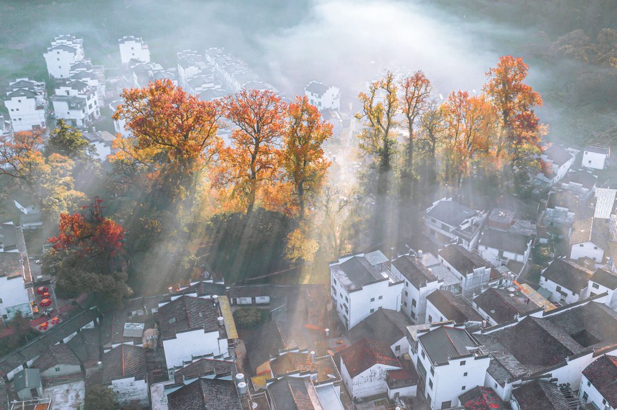An aerial view of a stand of autumn-colored trees, seen in morning mist in a residential neighborhood