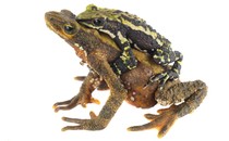 a male harlequin toad clasping a female toad from behind