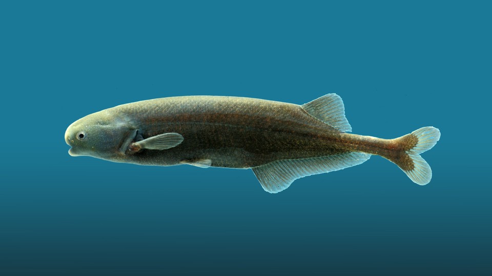 A Brienomyrus brachyistius electric fish
