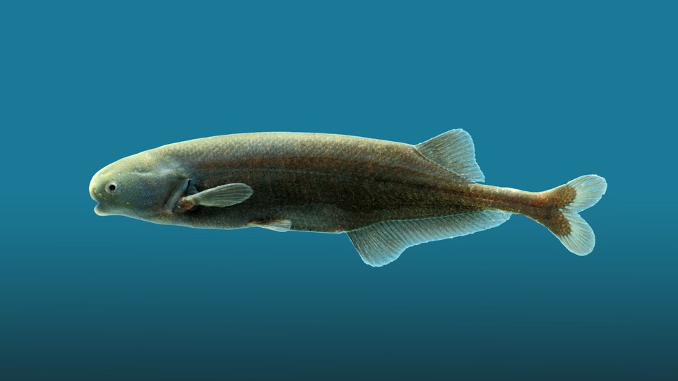 New electric fish found in murky waters on EarthSky, Earth