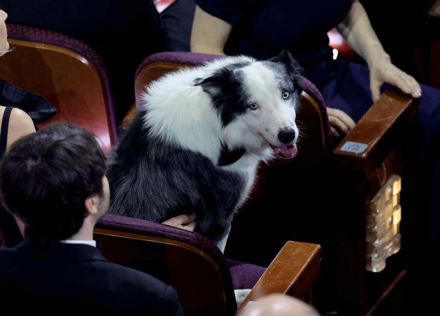 A dog sits in a theater seat among people.