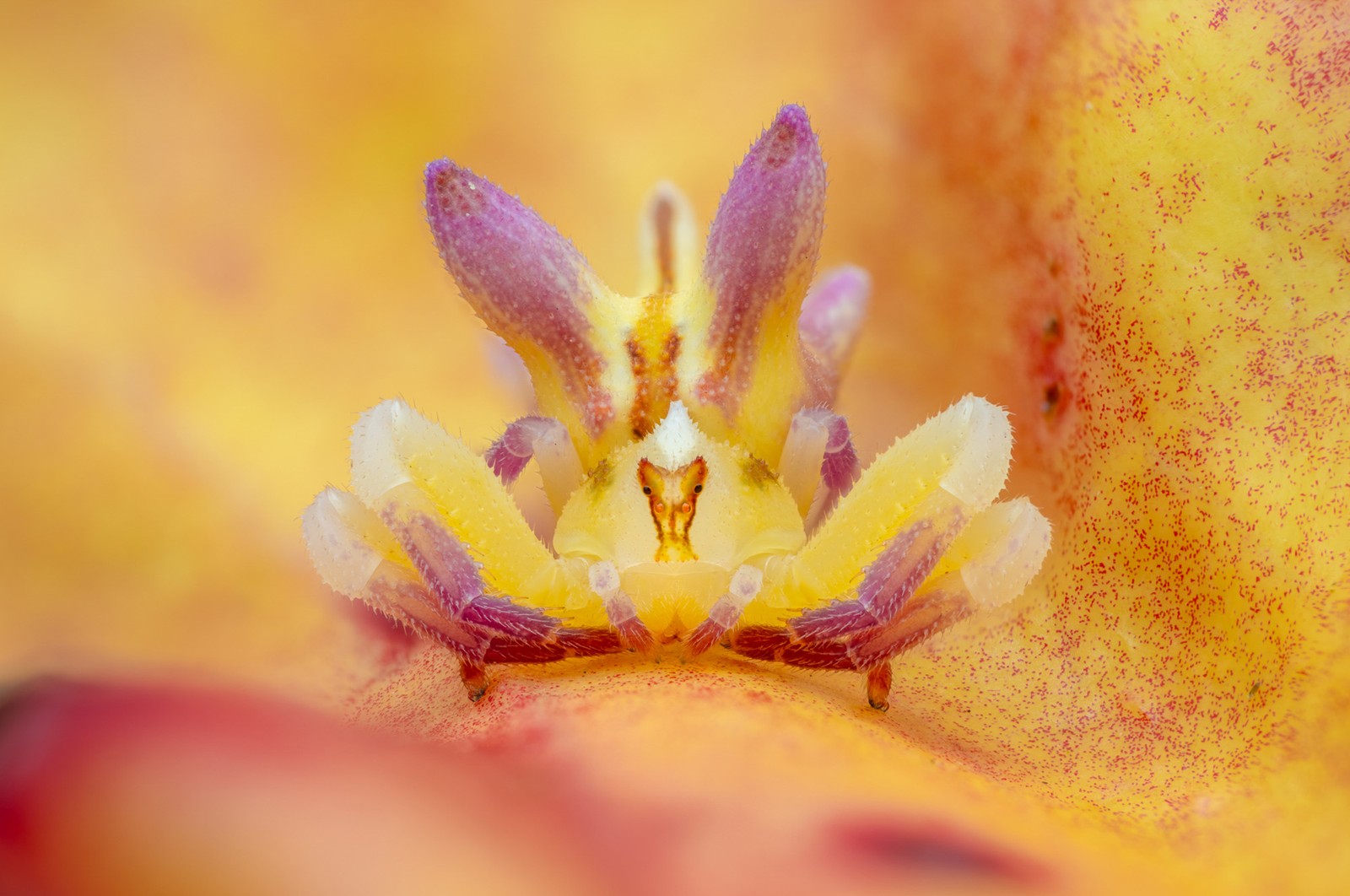 A yellow-and-purple flower-imitating spider, seen close-up