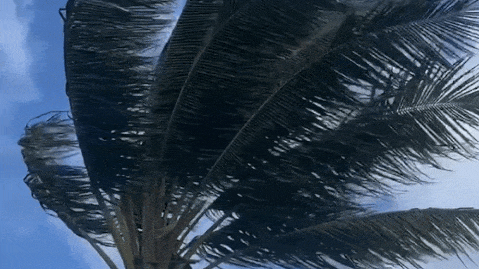 Gif of a palm tree moving in Lahaina, Hawaii