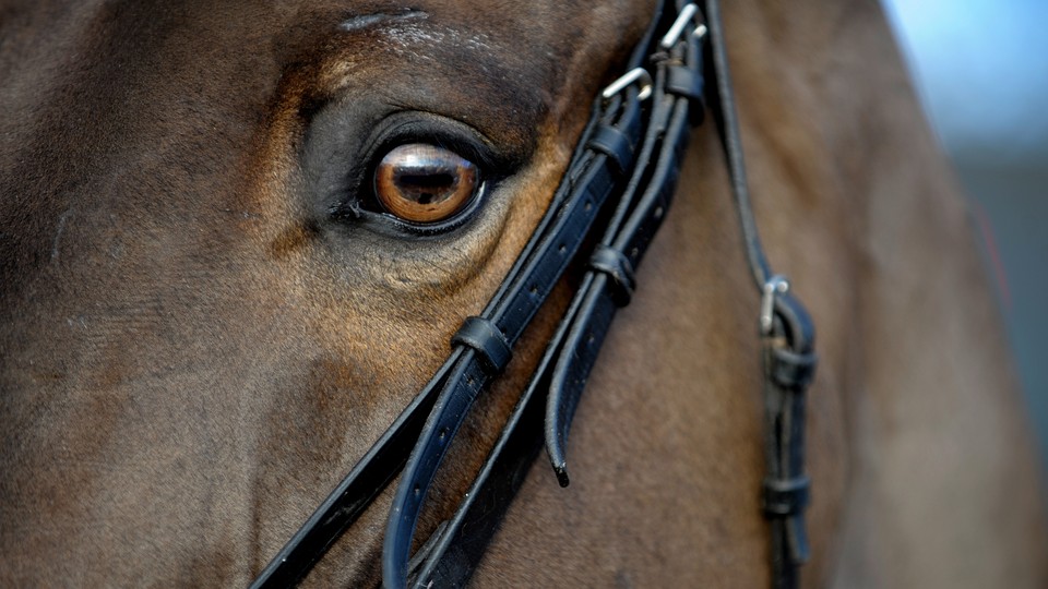 The Man Who Understands Horses – Texas Monthly