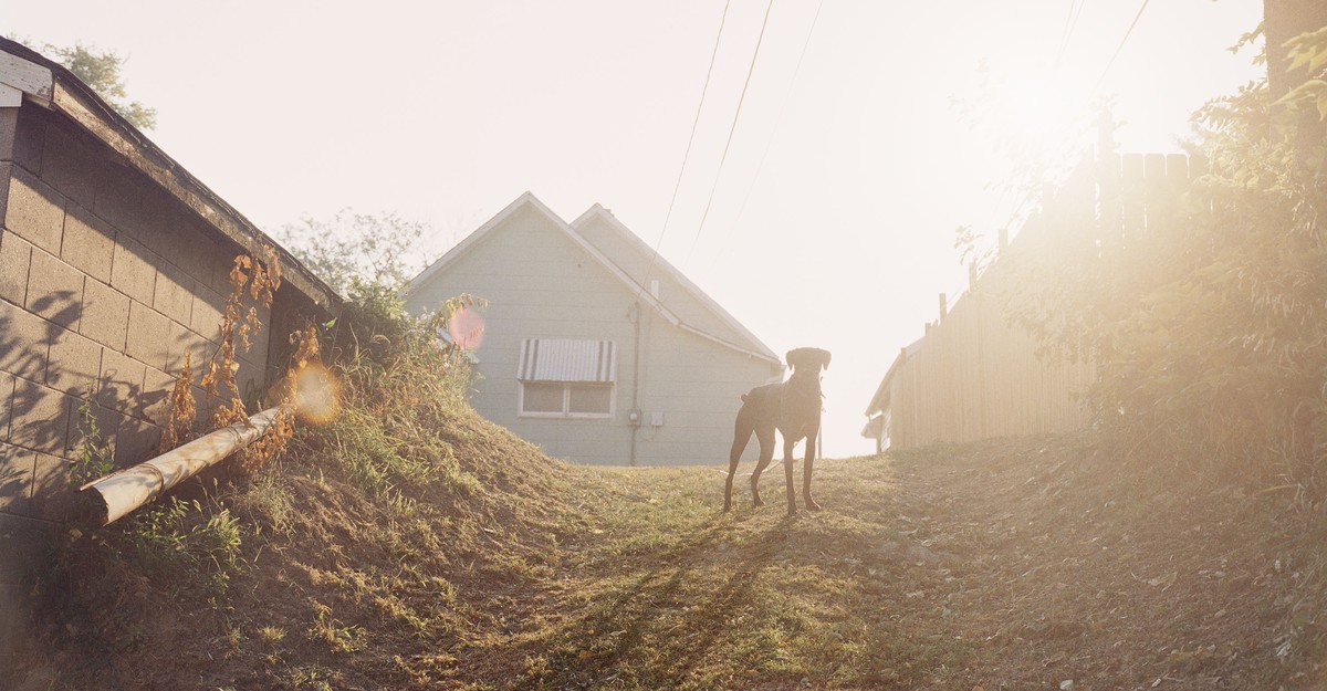 Why a Dog’s Death Hits So Hard