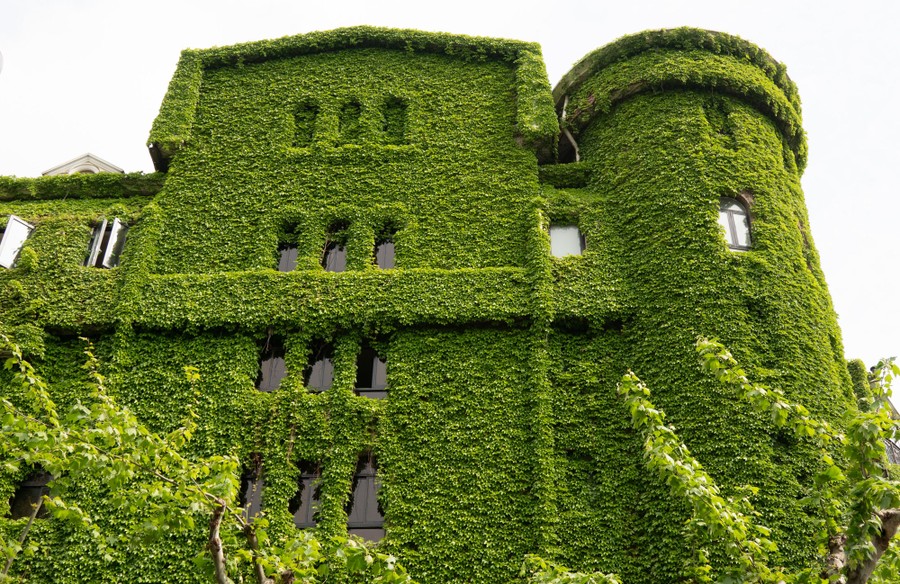 The exterior of a tall building, completely covered in ivy