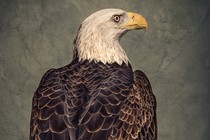 portrait of a bald eagle looking to the right and perched on a branch