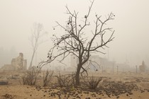 Image of a barren tree