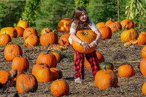 A child lifts a large pumpkin in a pumpkin patch.