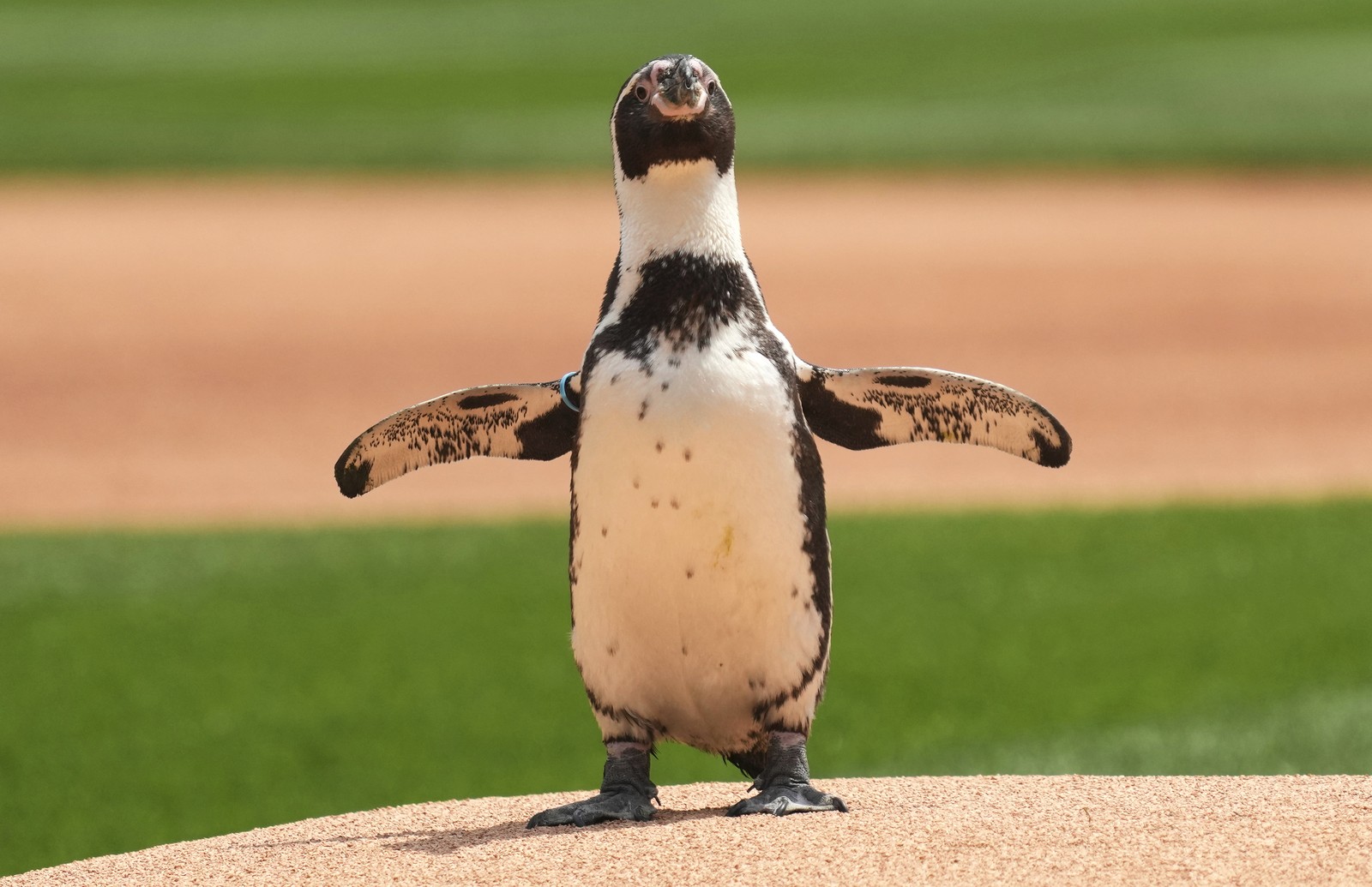 A penguin, standing on a pitching mound on a baseball field