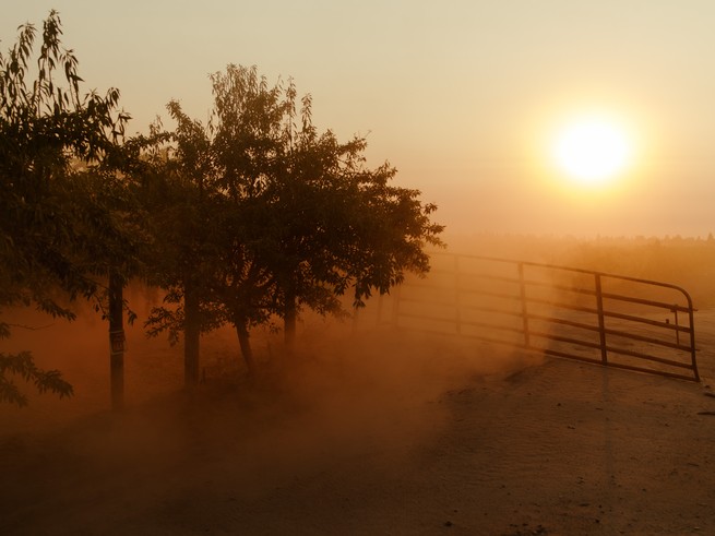 Dust whirls up near an almond orchard during sunset.