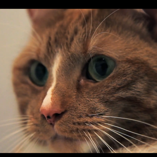 Cats And Laser Pointers This Music Video Wins The Internet The