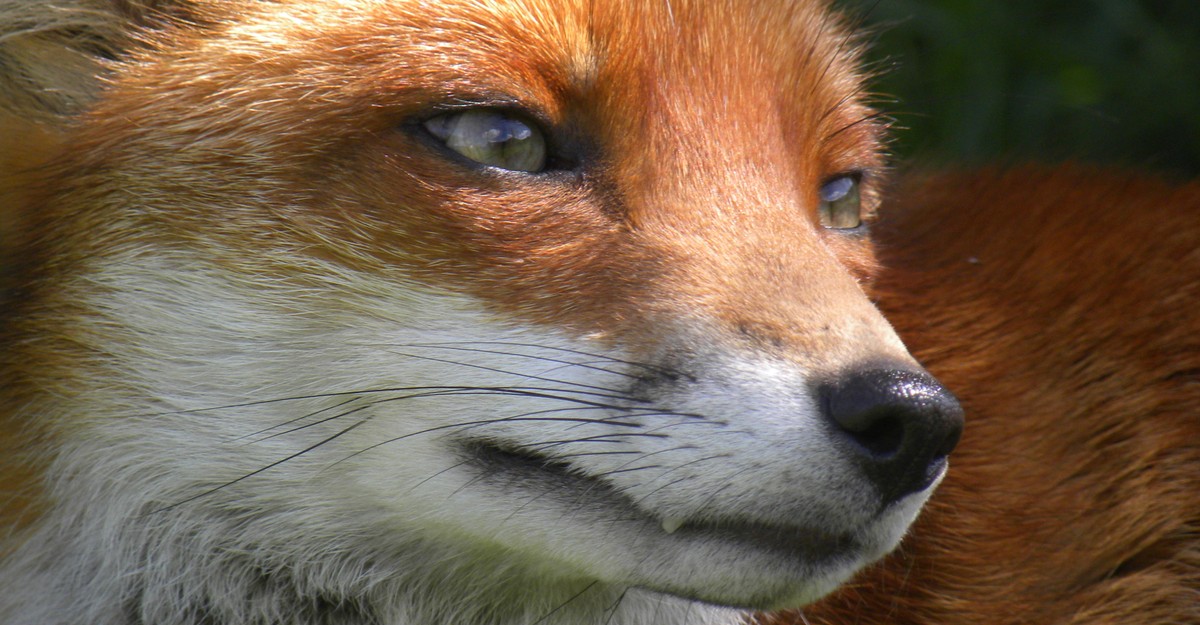 That Time Europe Air-Dropped Vaccine-Loaded Chicken Heads to Bait Rabid  Foxes - The Atlantic
