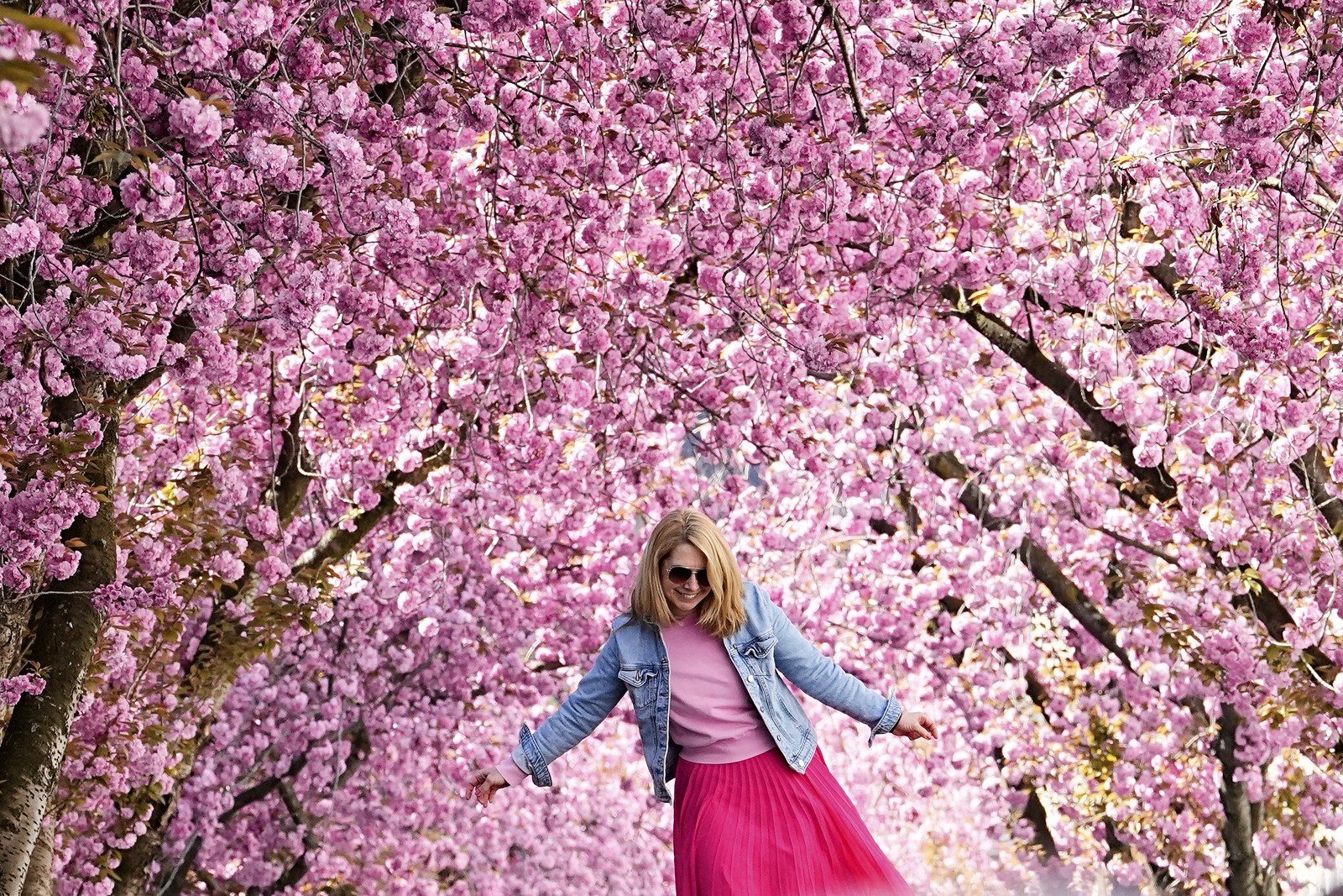 A woman dances beneath brightly colored cherry blossoms on many tree branches.