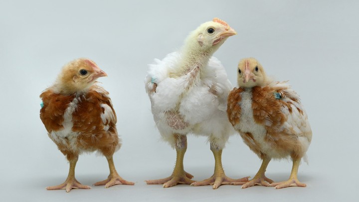 A pure-heritage-breed broiler chicken entirely reconstituted from frozen genetic material, surrounded by brown layer chicks.