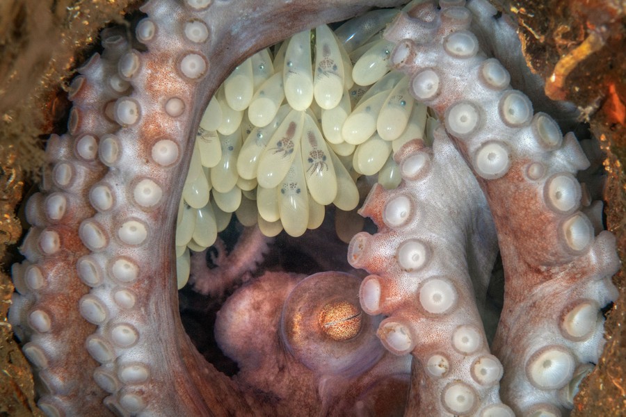A close view of the tentacles of an octopus wrapped around a clutch of semitransparent eggs with octopus embryos visible