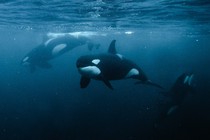 Killer whales underwater