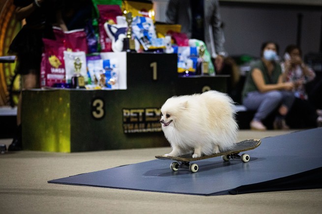 fluffy white dog on a skateboard