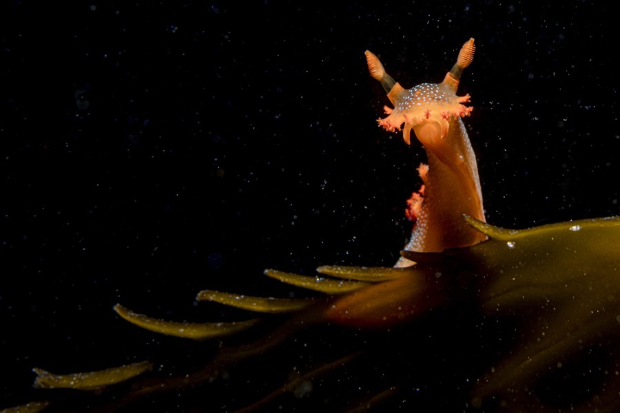 The head of a small nudibranch lifts up, peering over the edge of a blade of kelp.